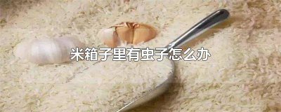 ​米箱里生虫子怎么办 米箱里生虫子了还能吃吗