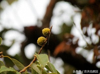 ​农村的苦槠你认识吗？果实像板栗能做豆腐，竟是国家二级保护植物